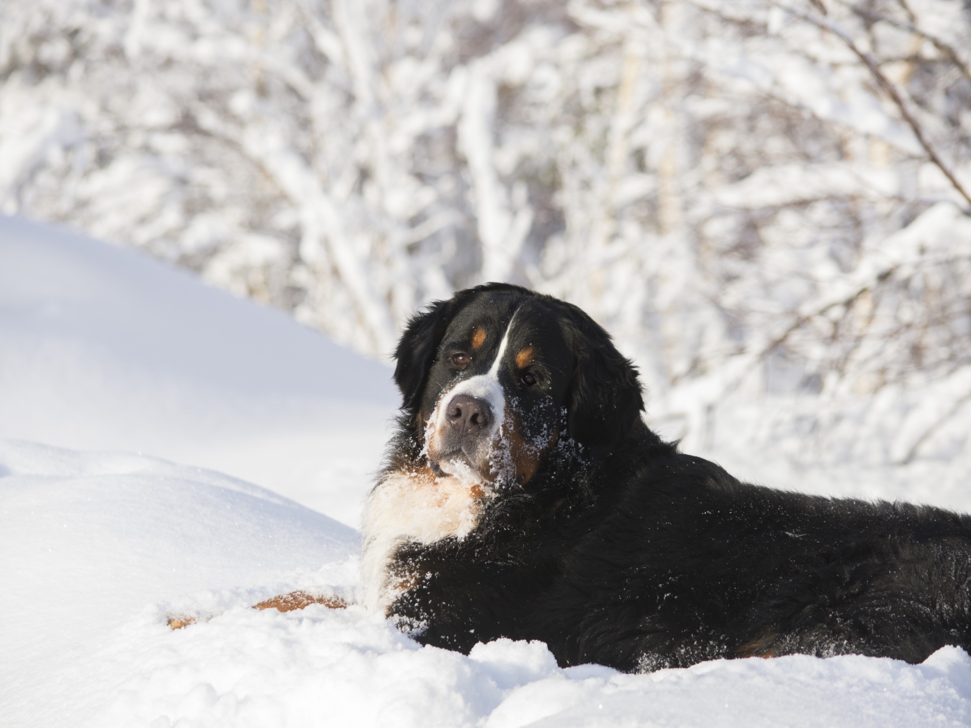 Bernese Mountain Dog lies in the cold snow