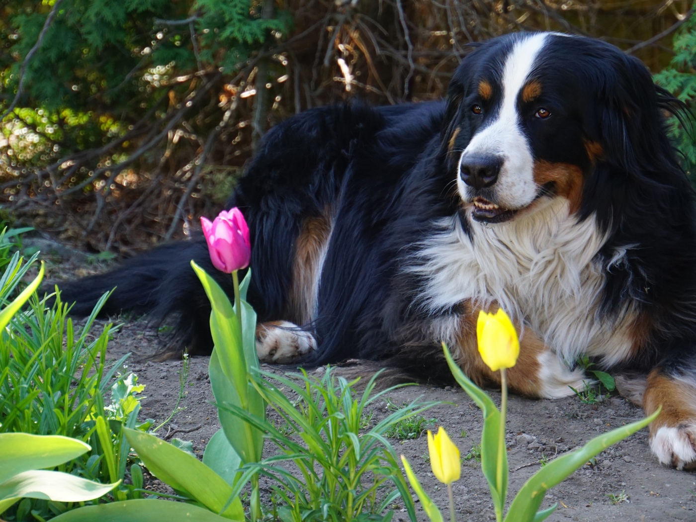 Бернский зенненхунд лежит на земле с тюльпанами