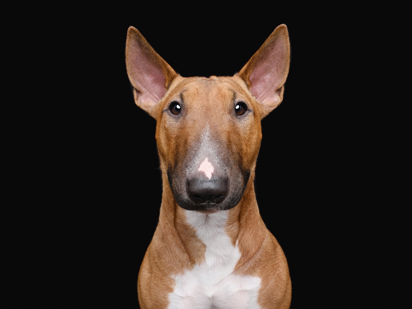 Большой бультерьер на черном фоне крупным планом