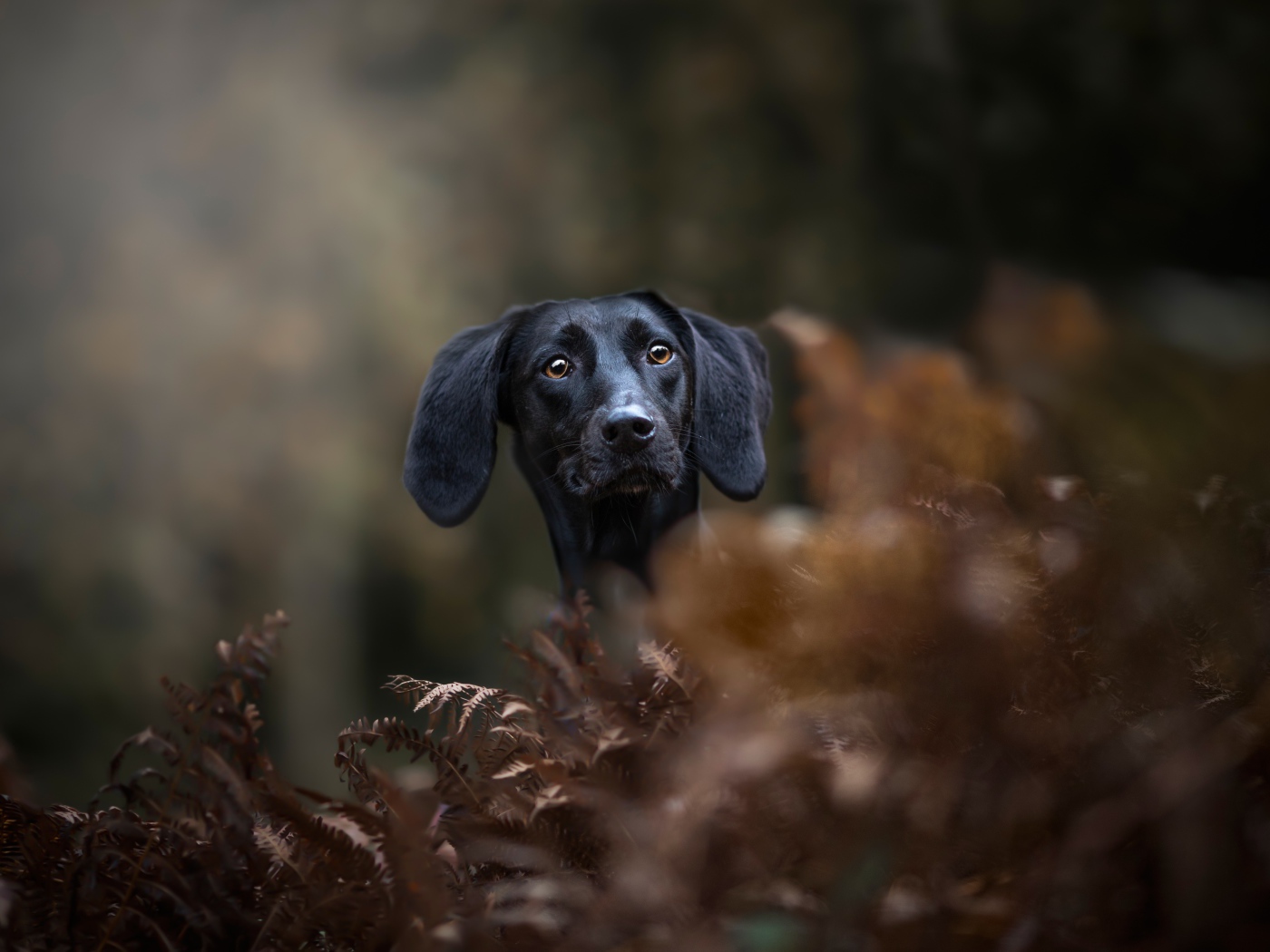 Черный пес прячется в листьях 