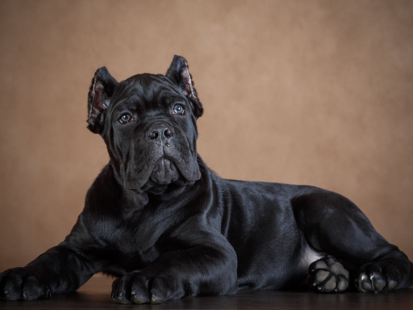 Черный щенок породы кане корсо 