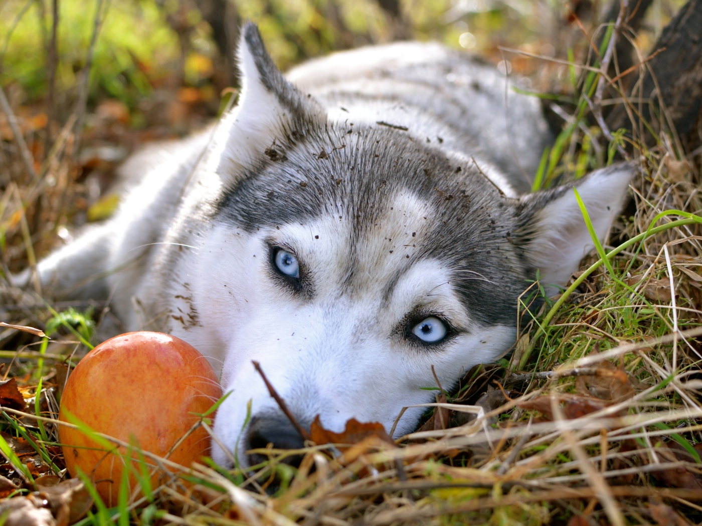 Голубоглазая собака породы хаски лежит на траве