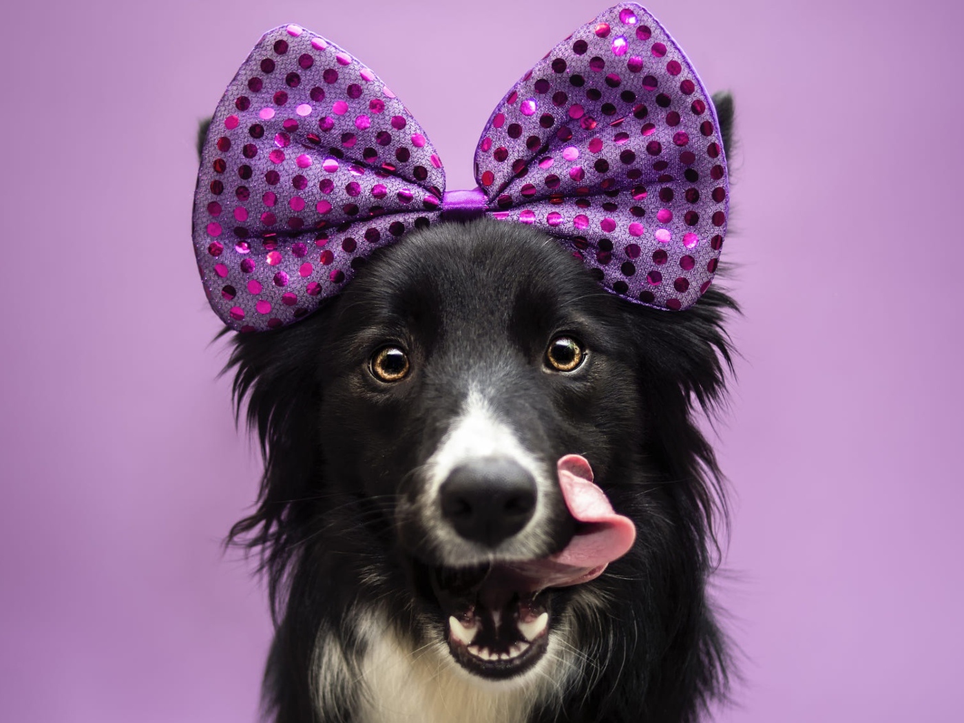 Собака Бордер-Колли с бантом на голове с высунутым языком