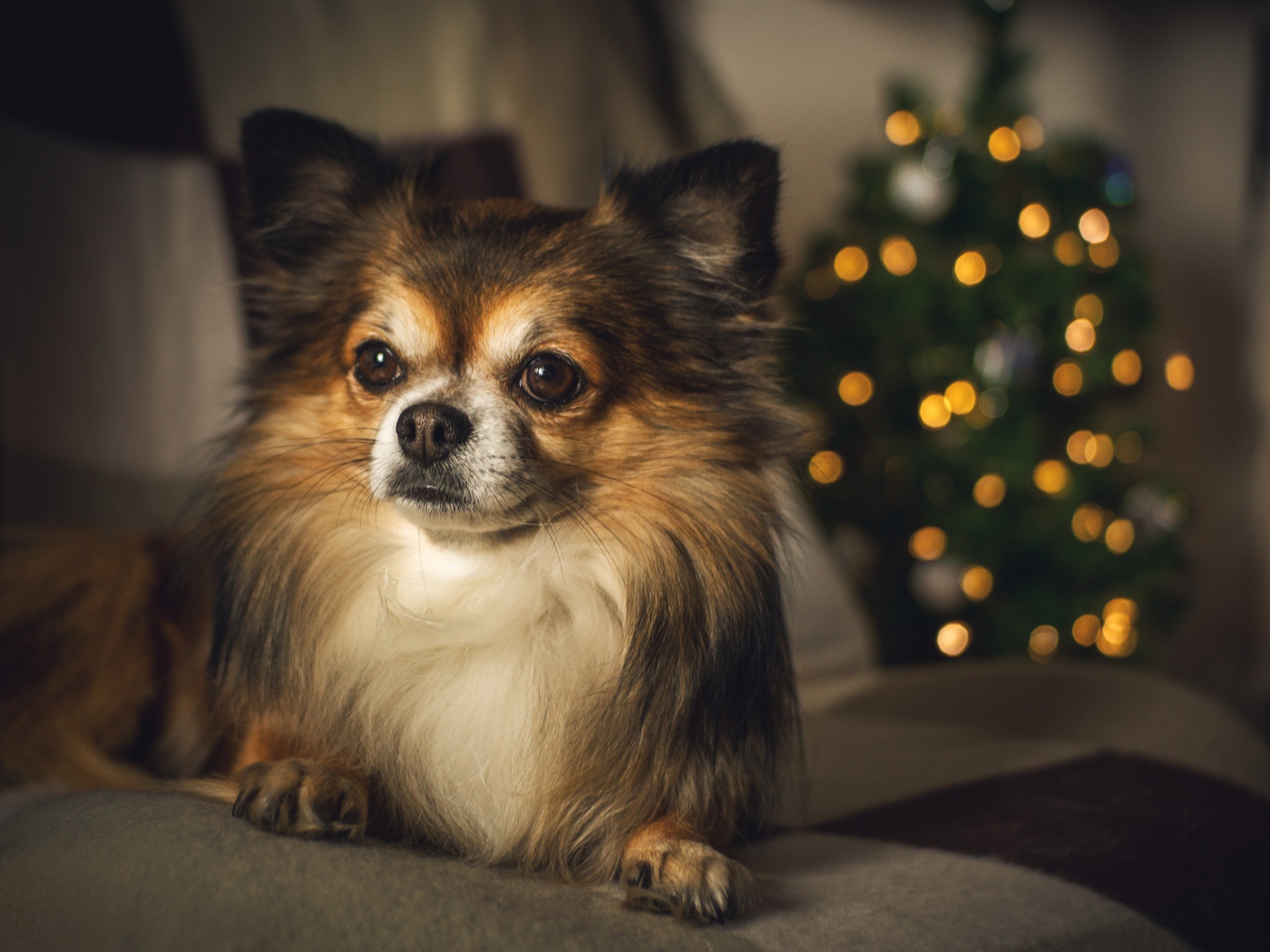 Собака породы чихуахуа лежит на диване у елки 