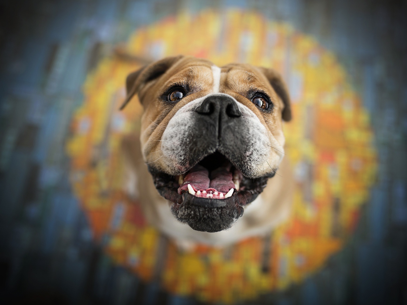 Довольная морда бульдога  