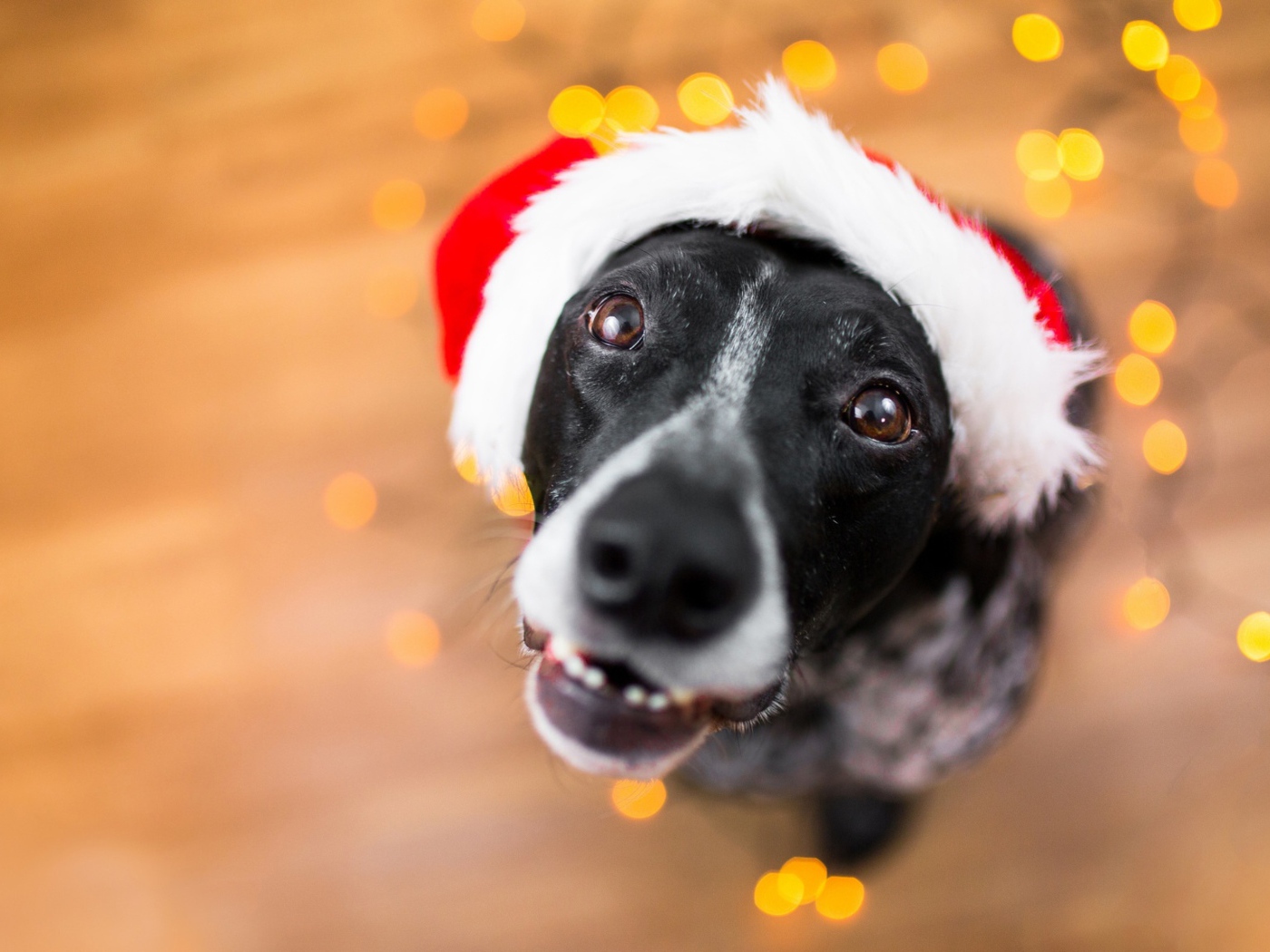 Морда пса в новогодней шапке
