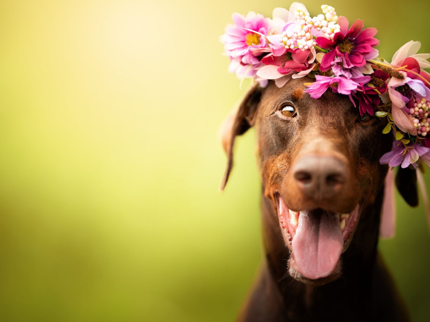 Собака с открытой пастью с венком на голове 
