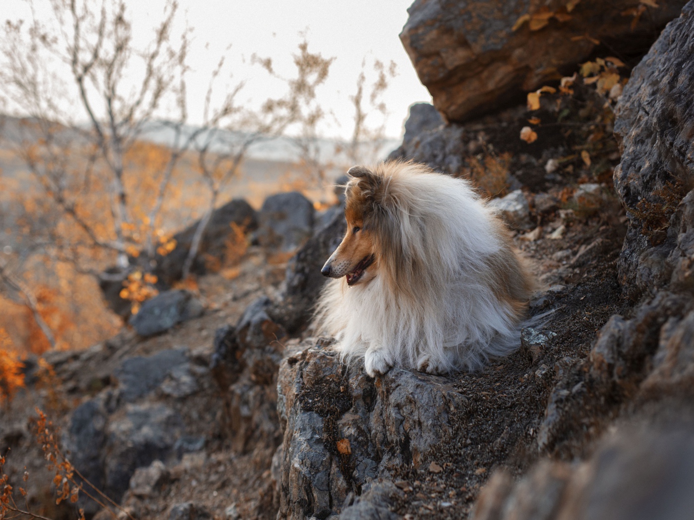 Пушистая собака лежит на камнях 