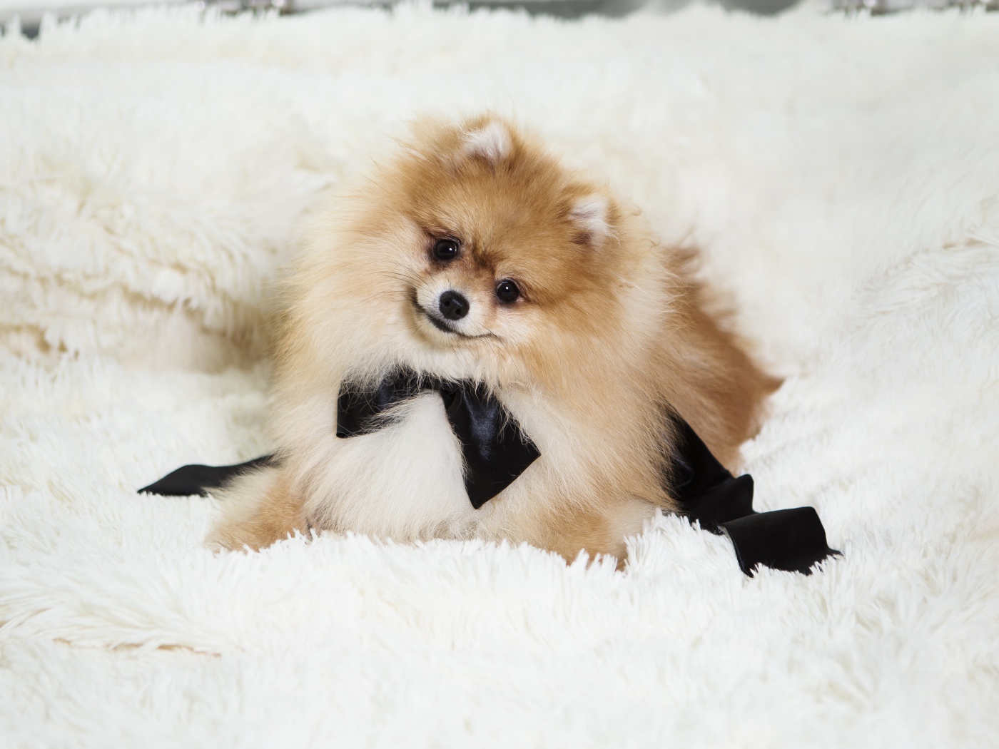 Пушистый шпиц с черным бантом на кровати