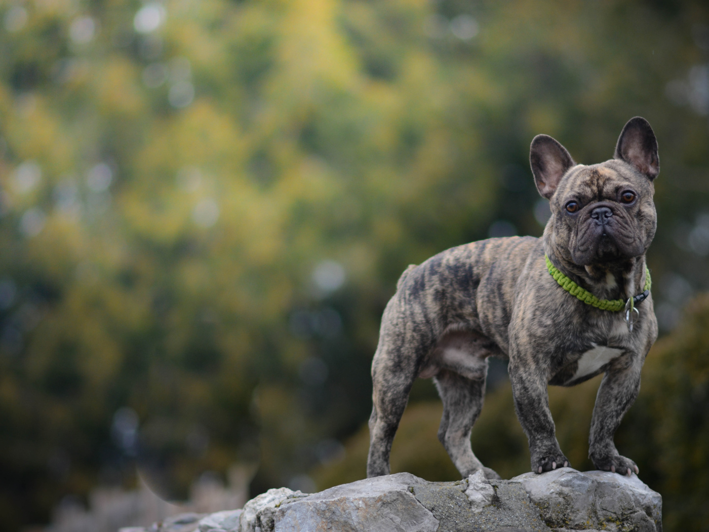Французский бульдог стоит на камне