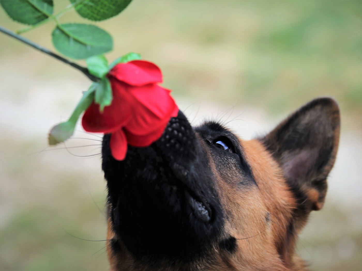 German shepherd sniffing a rose