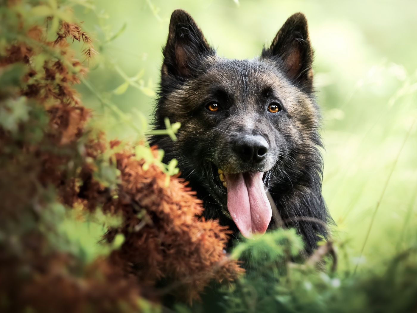 Немецкая овчарка в высунутым языком в траве 