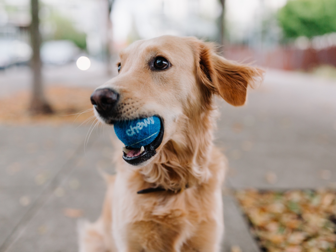 Золотистый ретривер с мячом в пасти 