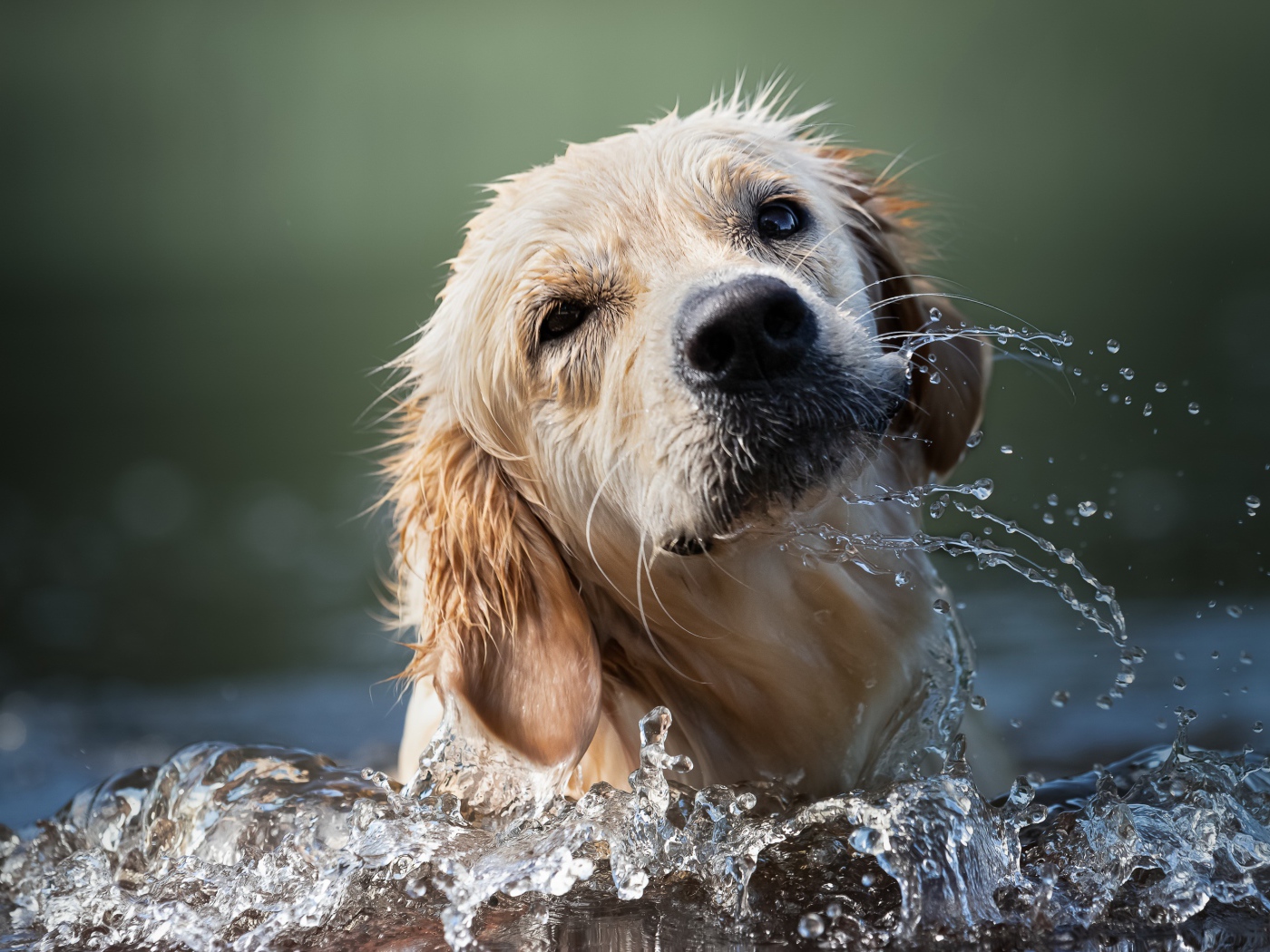 Золотистый ретривер купается в воде 