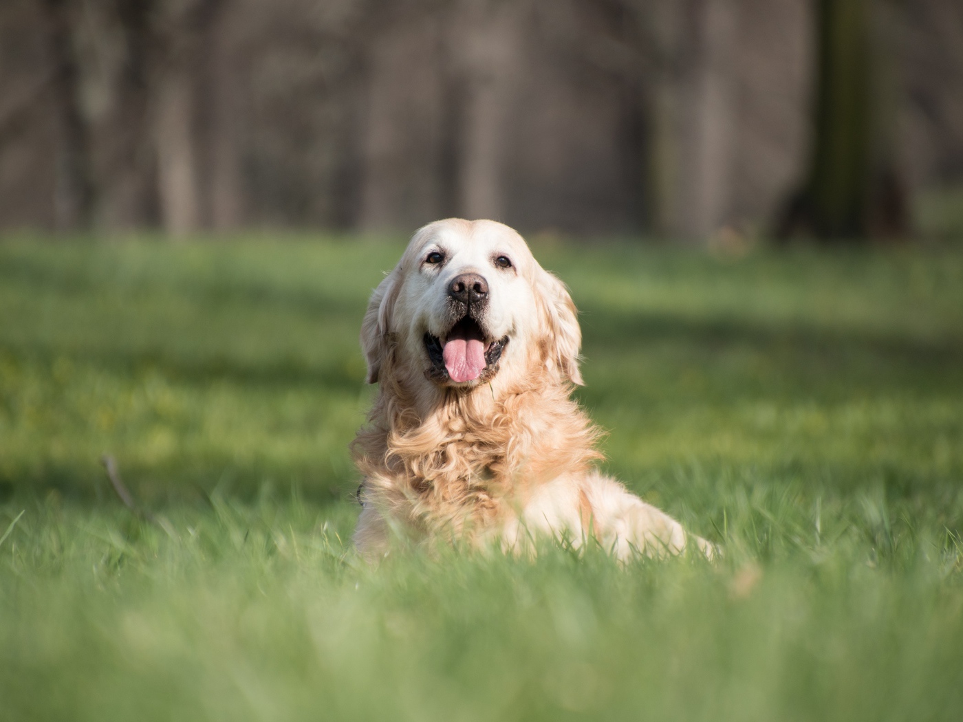 Золотистый ретривер с высунутым языком в зеленой траве