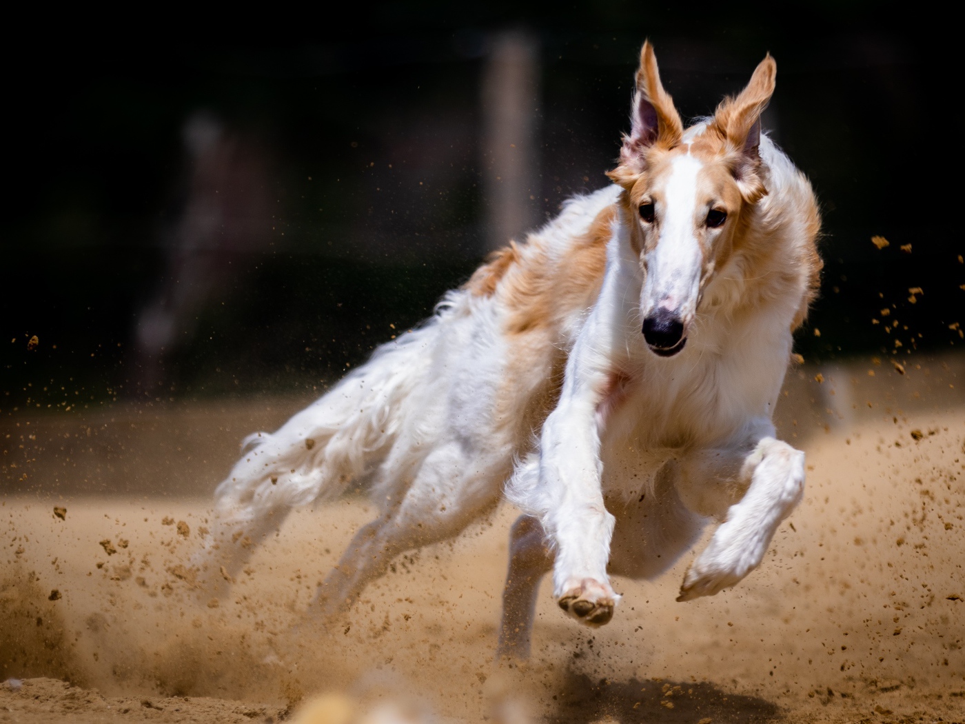 Собака породы борзая бежит по песку