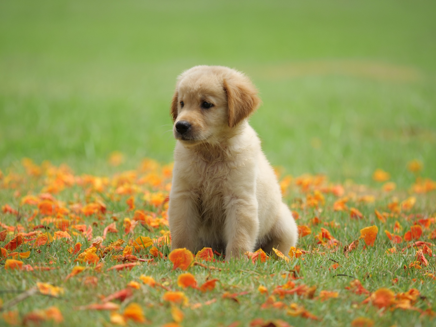 Маленький щенок золотистого ретривера сидит на зеленой траве с желтыми листьями