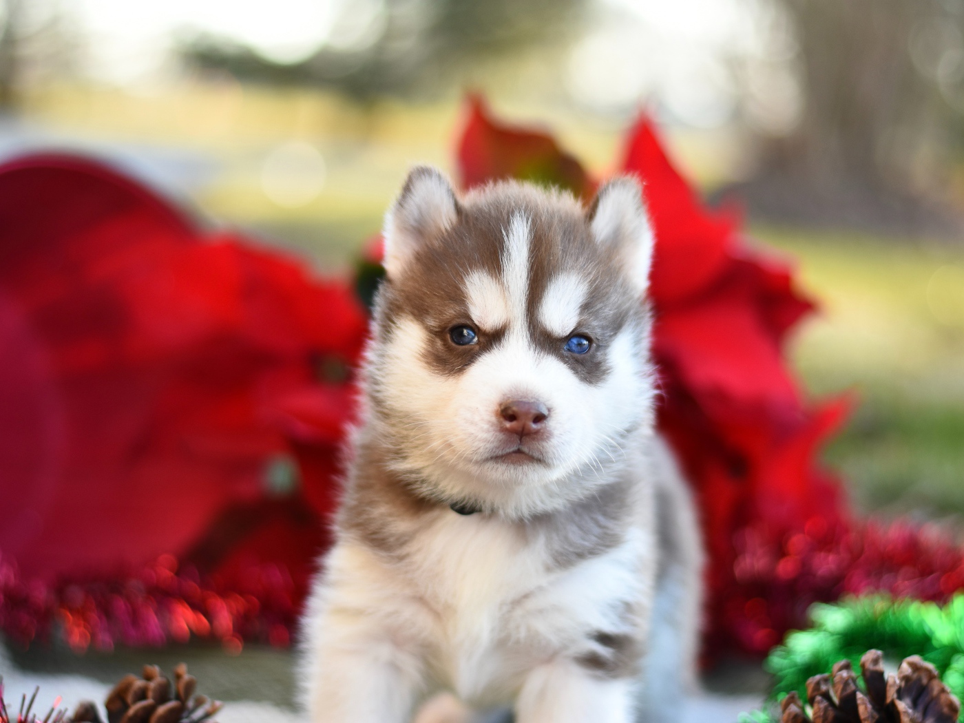 Маленький голубоглазый щенок хаски 