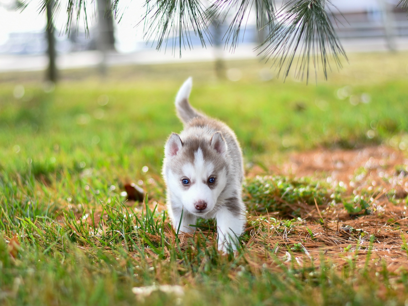 Маленький голубоглазый щенок хаски гуляет по зеленой траве