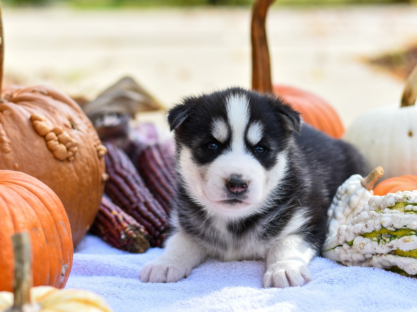 Маленький забавный щенок хаски на покрывале с тыквами