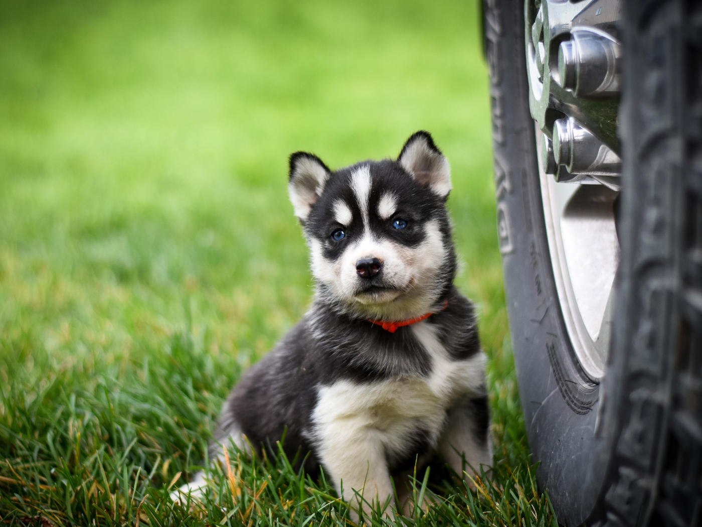Маленький щенок хаски сидит на зеленой траве у колеса 