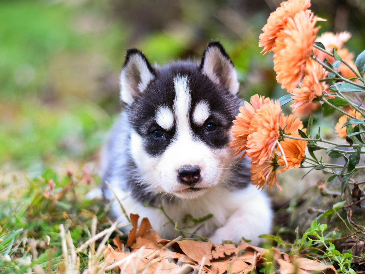 Маленький щенок хаски с цветами хризантемы 
