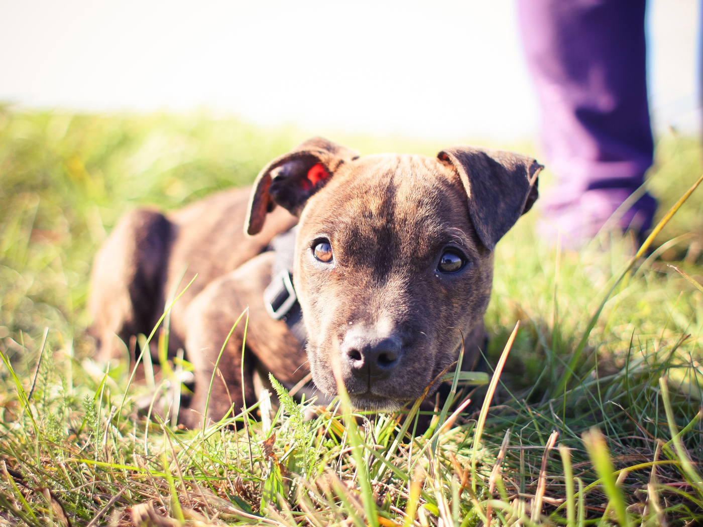 Маленький щенок питбуля лежит на траве