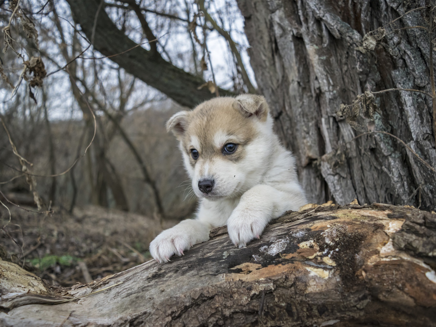 Маленький щенок сидит на сухом дереве в лесу