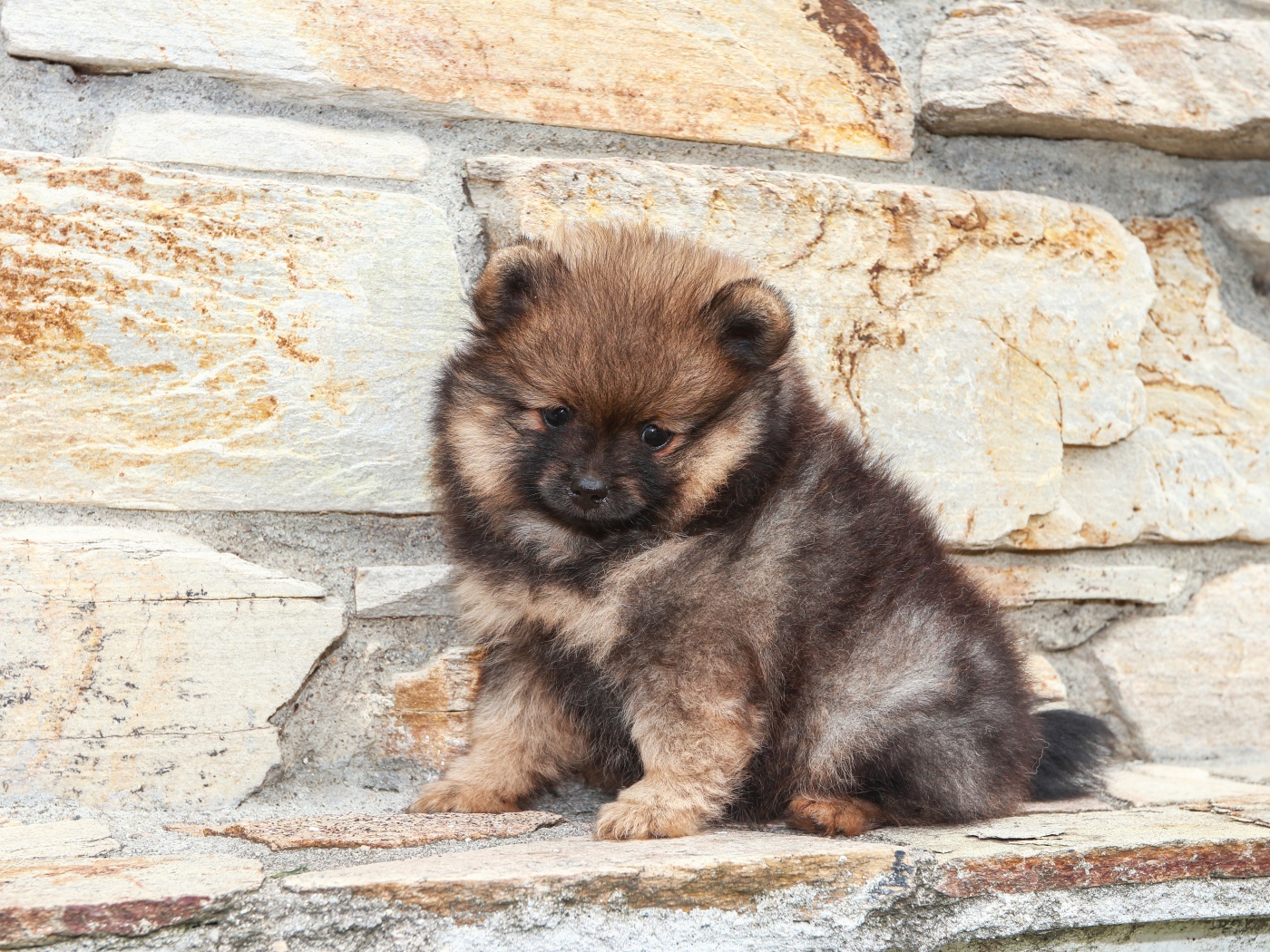 Маленький грустный щенок померанского шпица у стены 