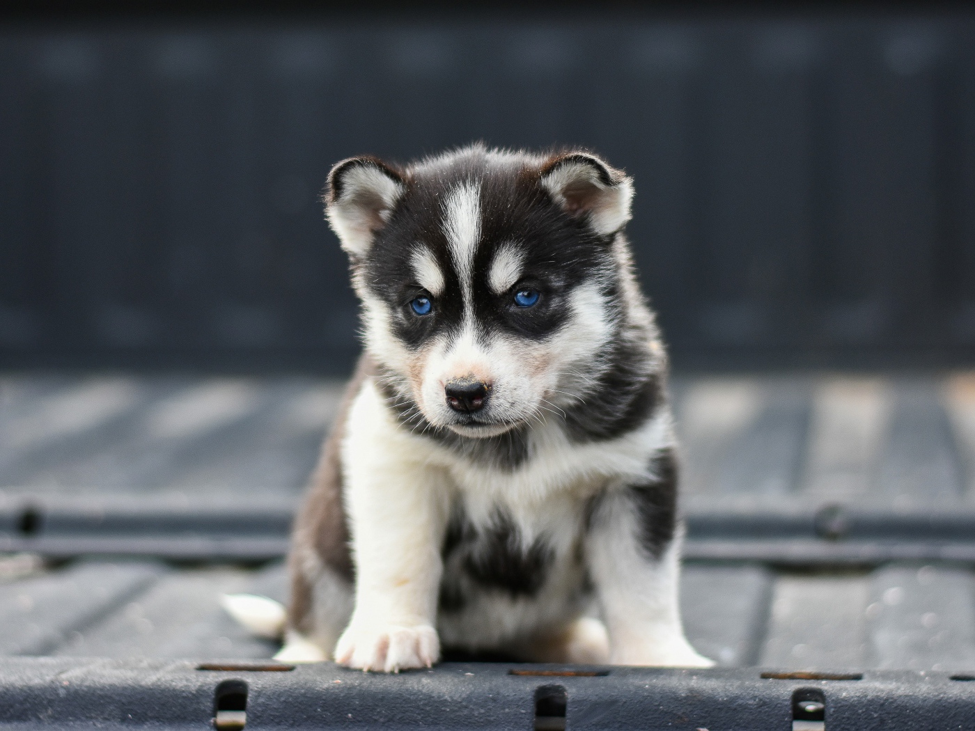 Маленький грустный голубоглазый щенок хаски 
