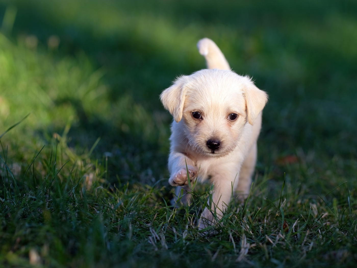Маленький белый щенок идет по зеленой траве