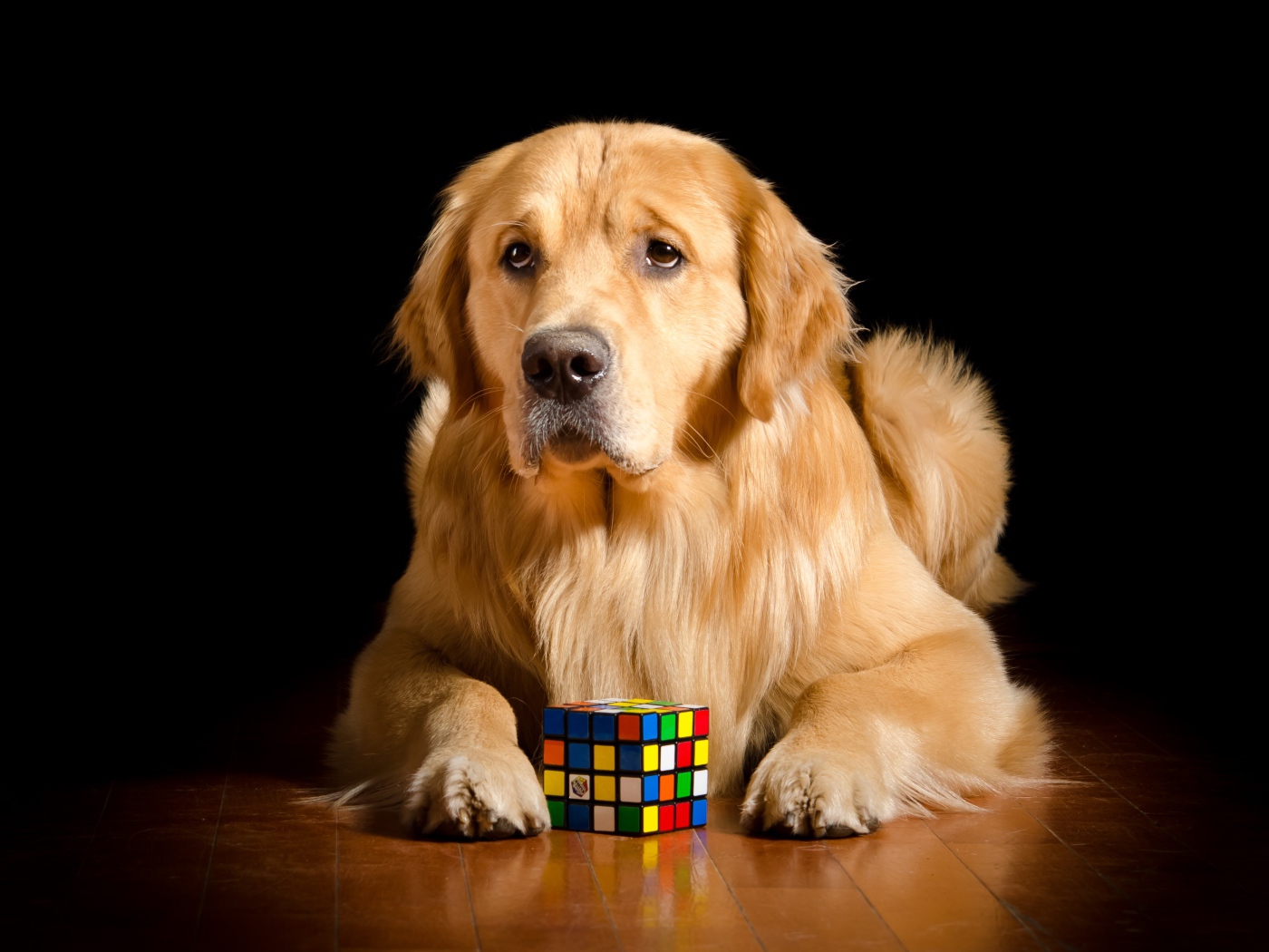 Грустный золотистый ретривер лежит с кубиком Рубика 