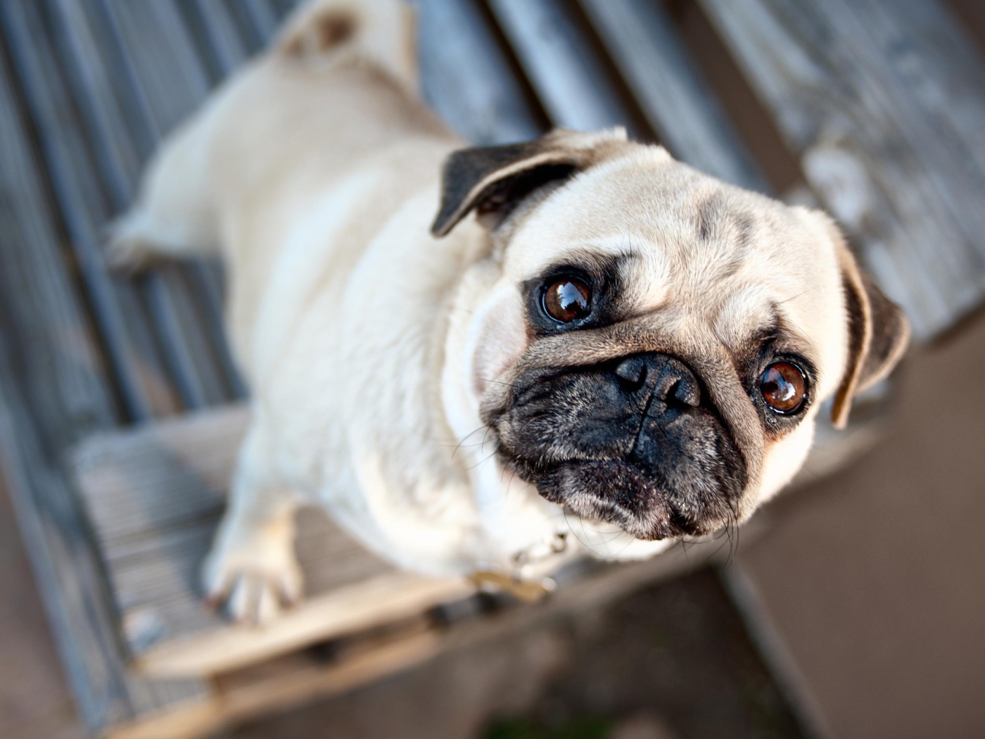 Грустный мопс смотрит на хозяина 