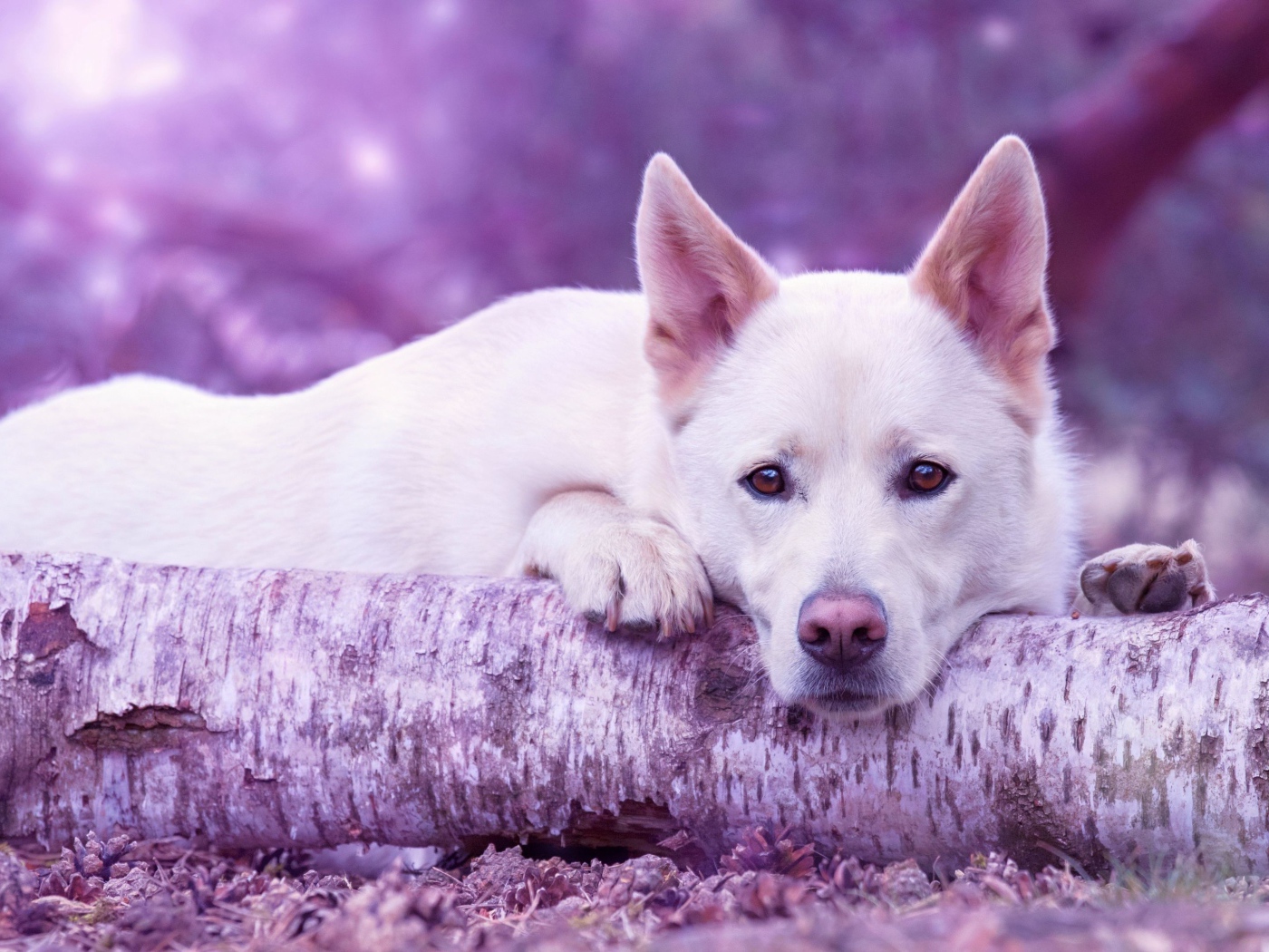 Грустная белая овчарка лежит на сухом дереве 