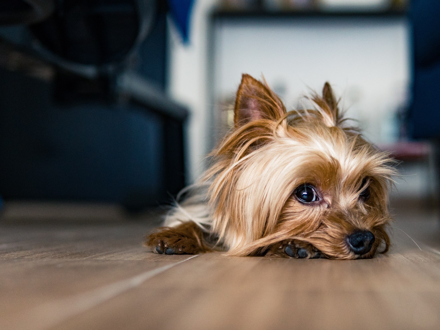 Sad yorkshire terrier on the floor