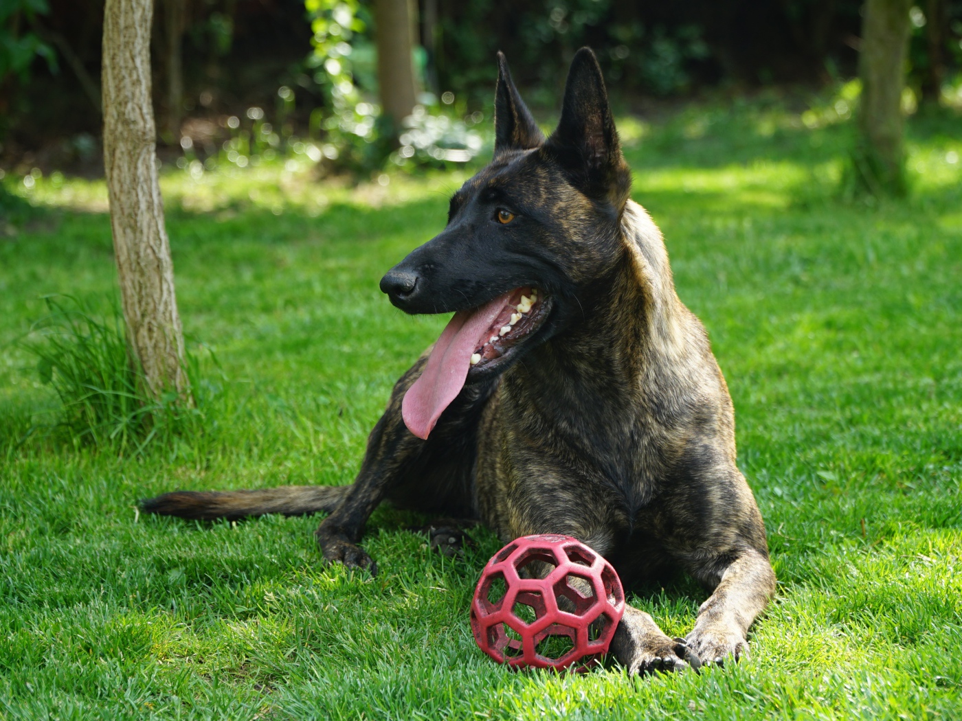 Овчарка с высунутым языком лежит с мячом на зеленой траве