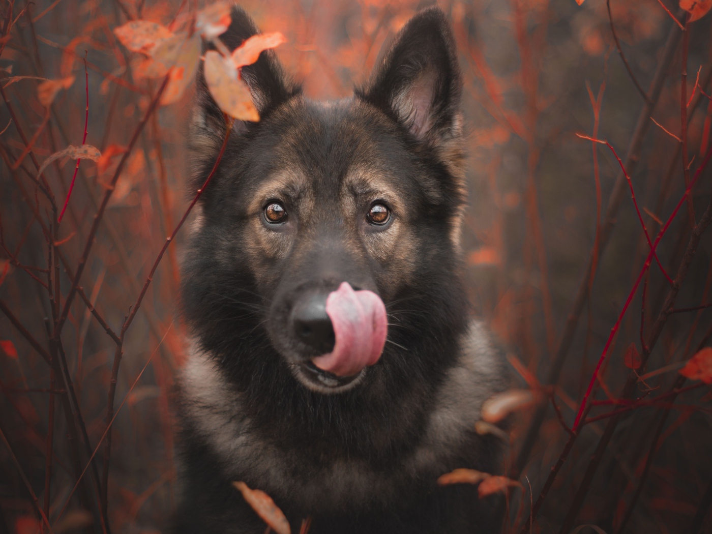 Овчарка облизывает морду языком