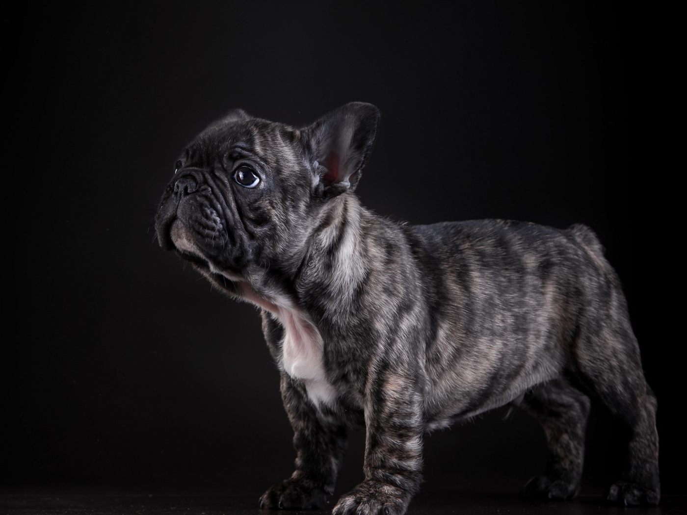 Small french bulldog puppy on black background