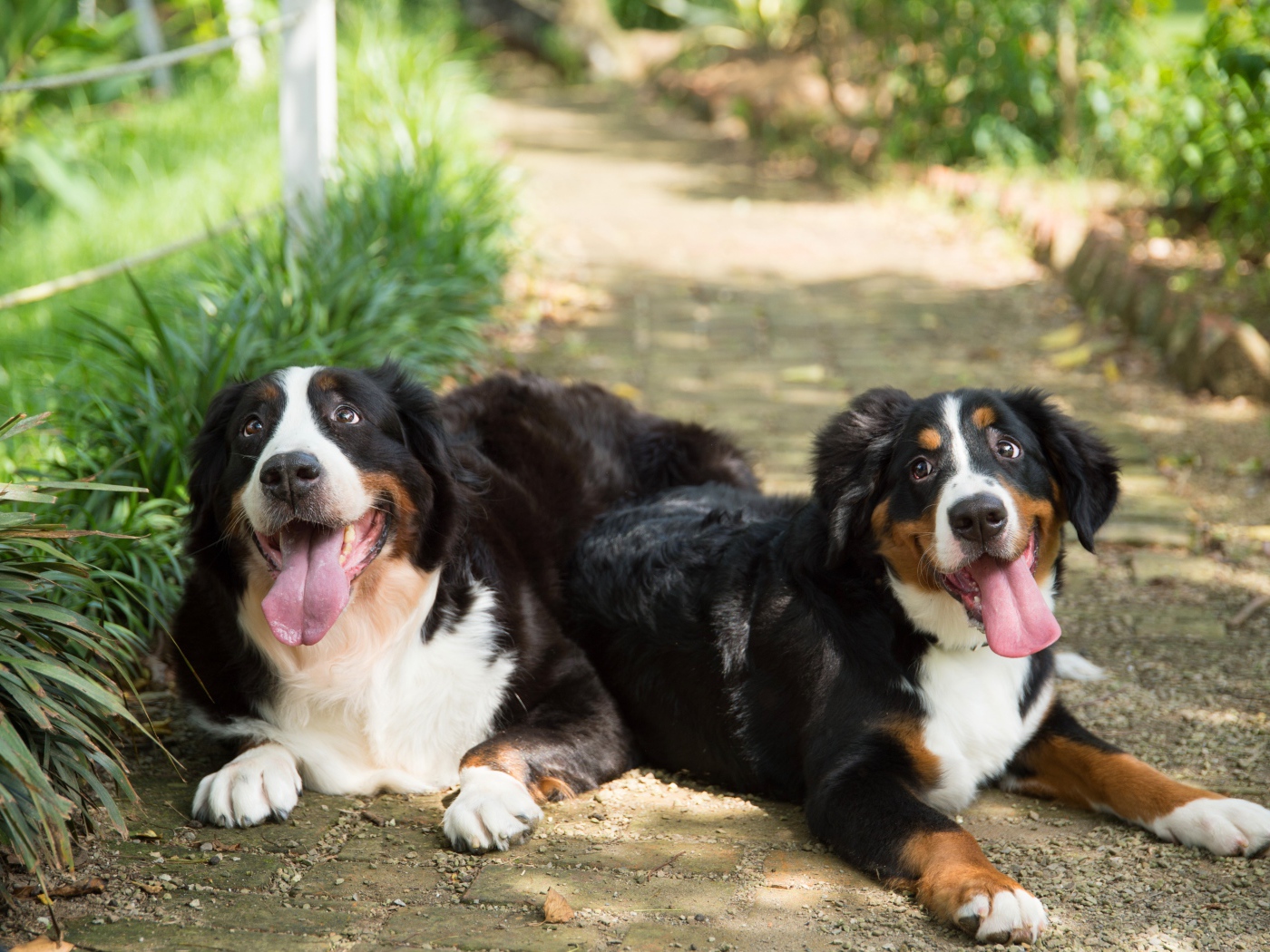 Две собаки породы Бернский зенненхунд с высунутым языком