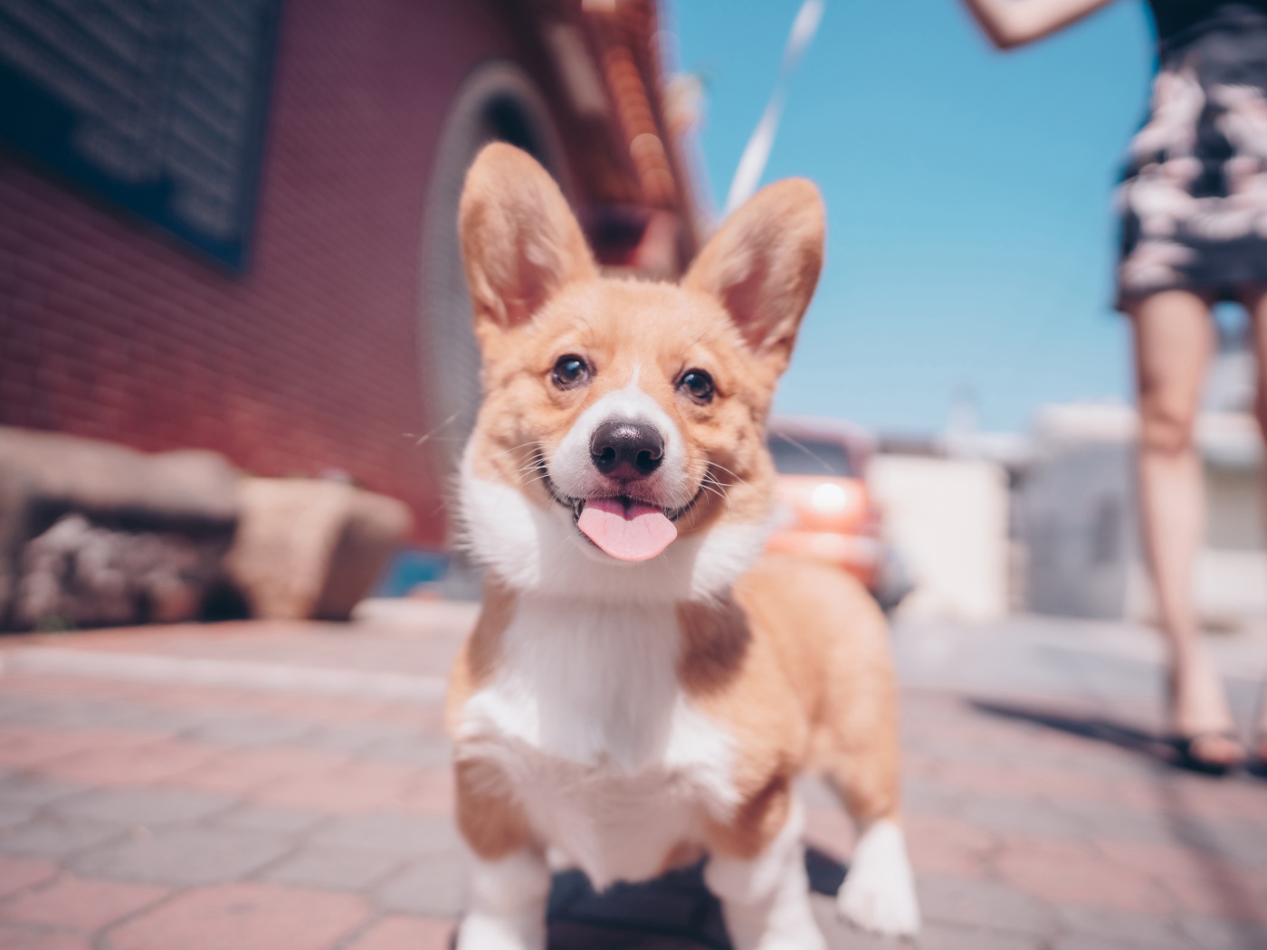 Смешной пес породы вельш-корги с высунутым языком