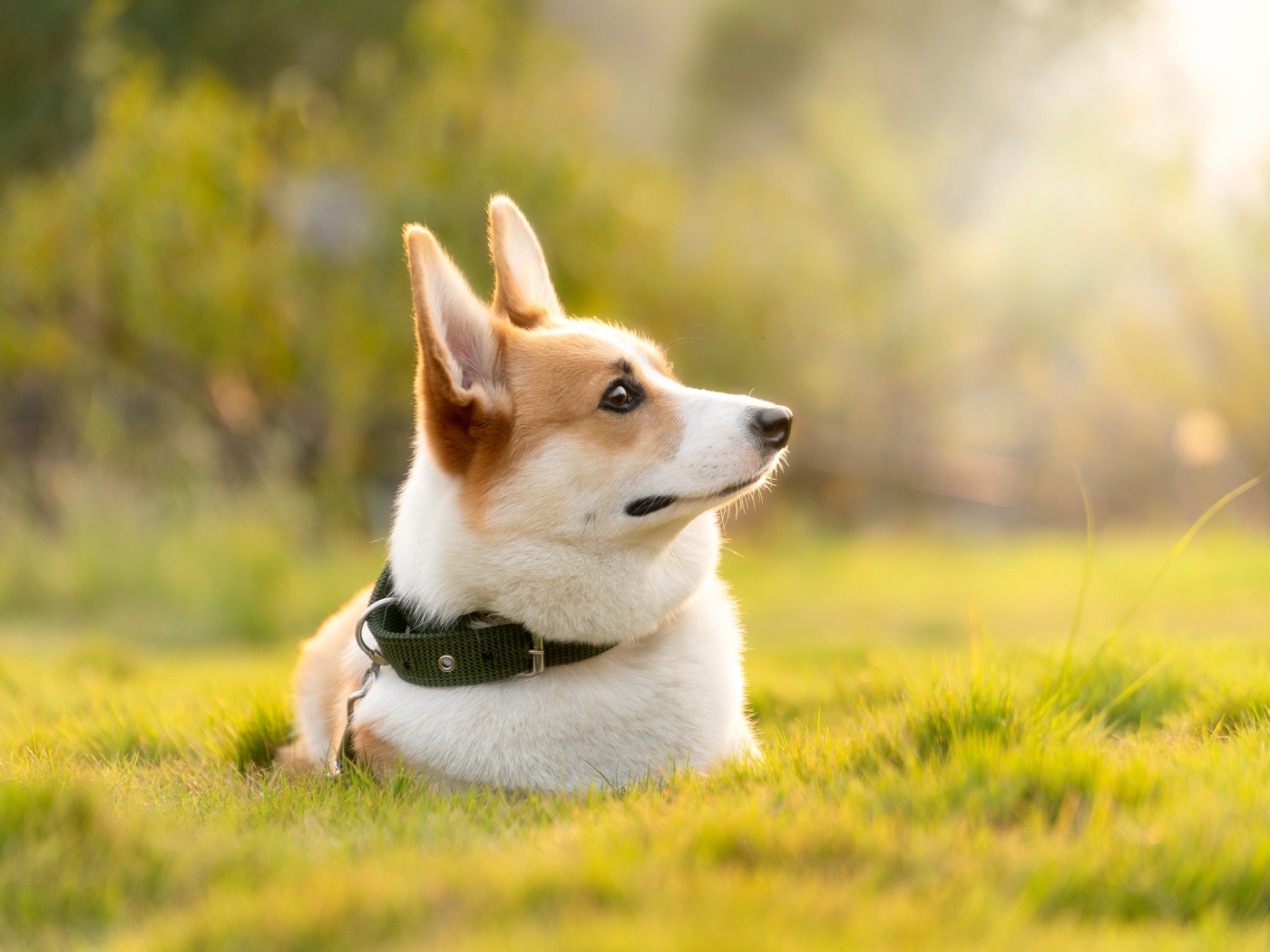 Собака породы вельш корги в ошейнике лежит на траве