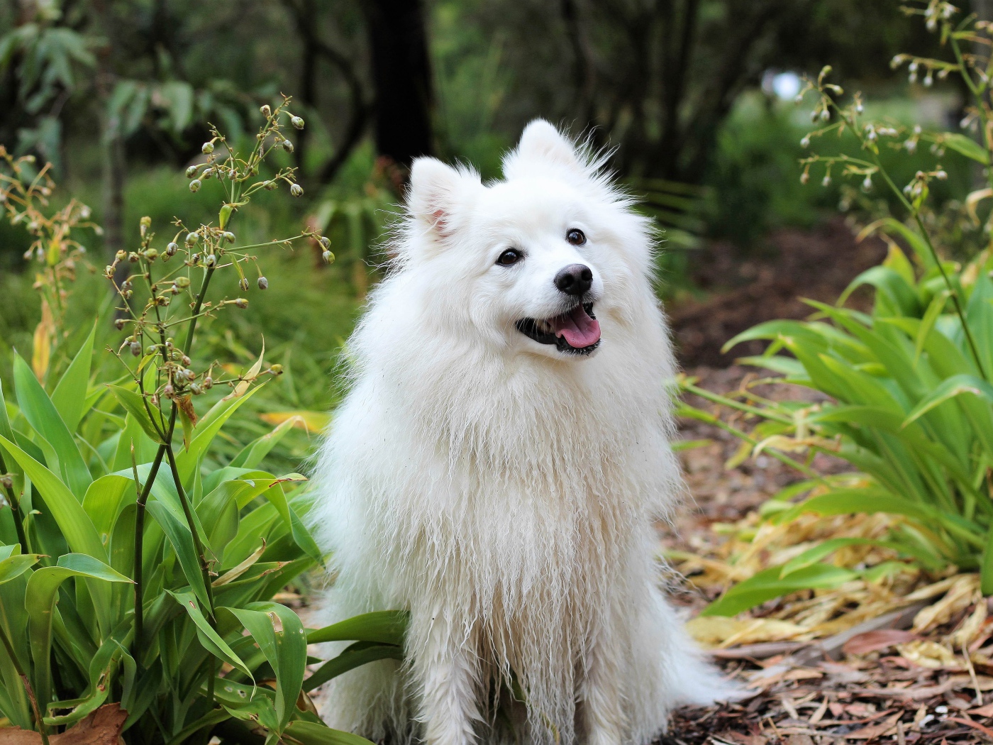 Белая собака породы шпиц с высунутым языком