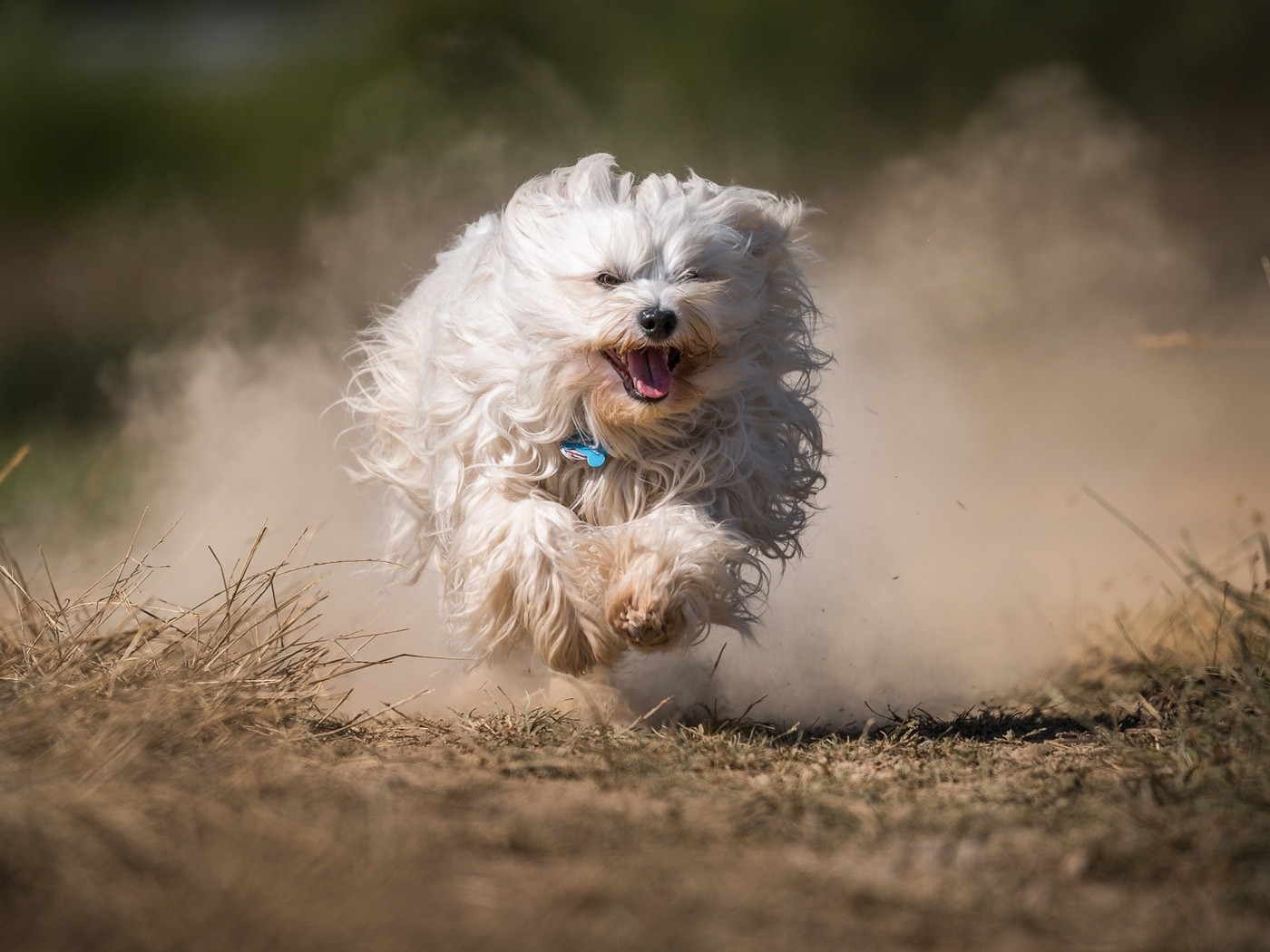 Белая пушистая собака бежит по дороге в пыли