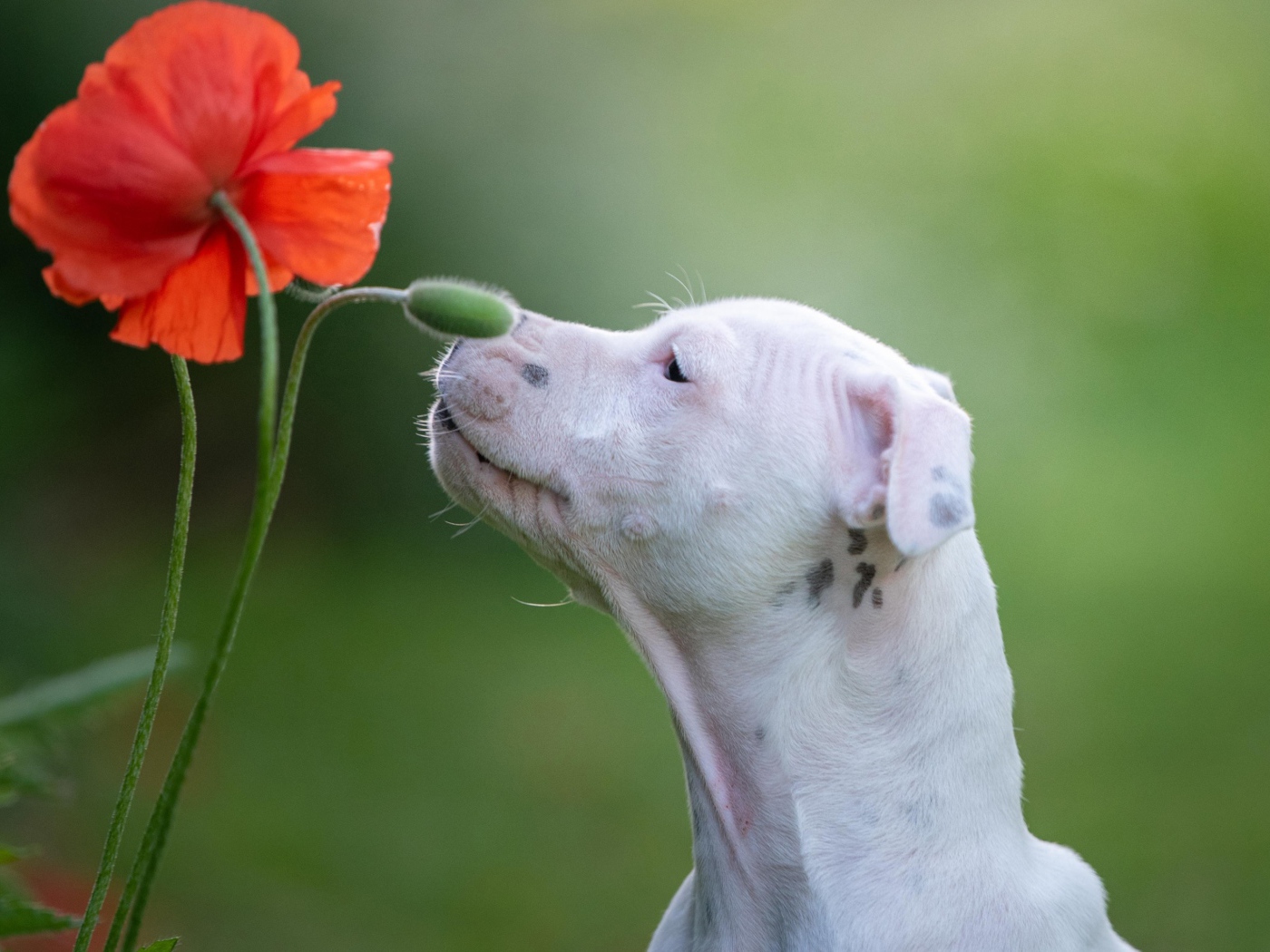 Белый породистый пес нюхает красный цветок мака