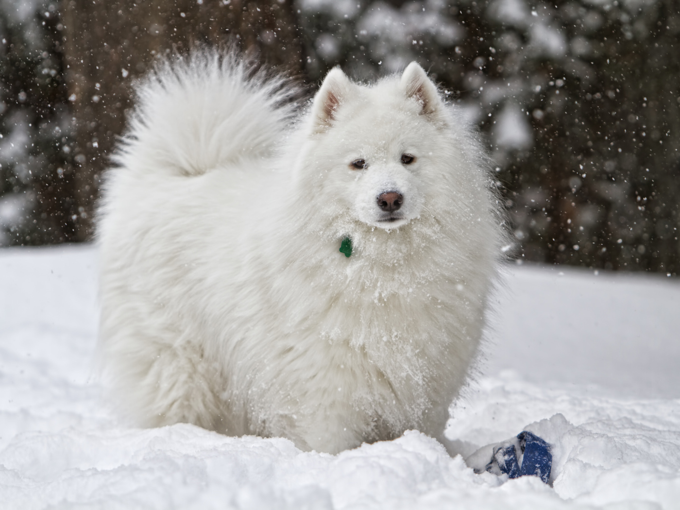 Белая самоедская собака играет на снегу