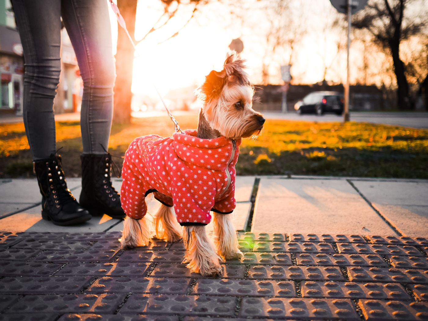 Йоркширский терьер в костюме на прогулке