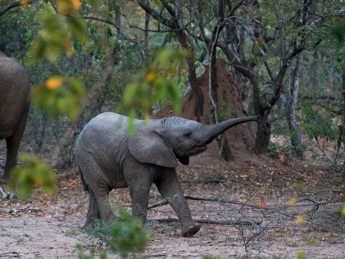 Маленький слоненок в лесу 