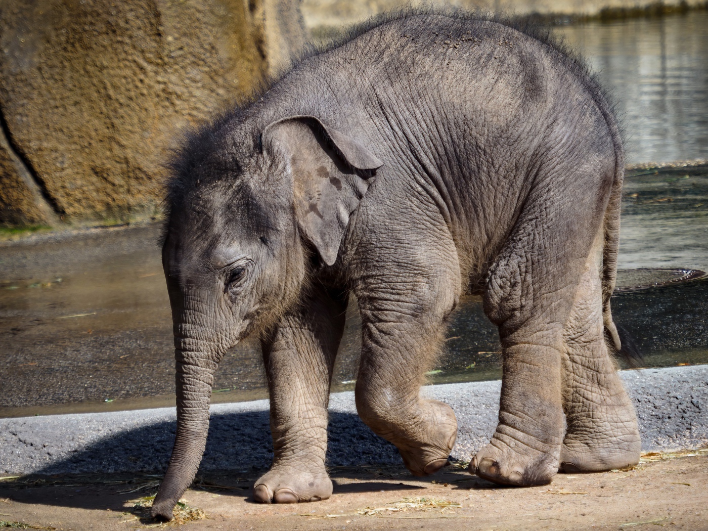 Маленький слоненок в зоопарке у воды