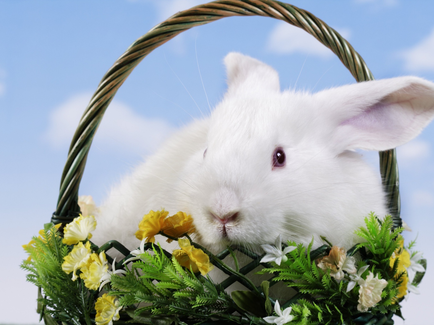 Белый декоративный кролик в корзине на фоне неба