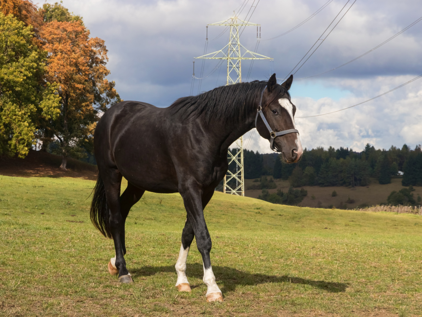 Черный конь идет по зеленой траве